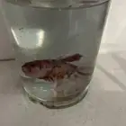فايتر كوي بلاكت حجم ومستوى