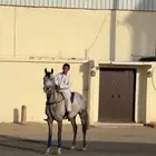 حصان واهو بطل