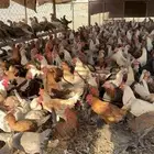 دجاج بشاير