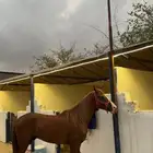حصان جزيري ورق .