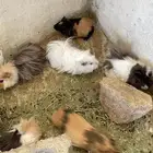 وبران بلدي و أمريكي