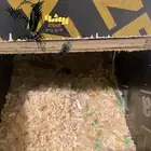 جوز كنيور اناناس دبل رد فاكتور منتج