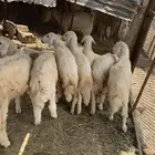 طليان وا رخال