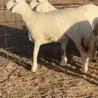 رخال حريات صنف الصنف