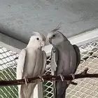 زوج كروان( تم البيع )