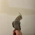 كوكتيل اليففف جدا هدد خارجي متكلم .