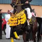 حصان واهو فحل مربط شيخ