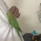 ببغاء الدره