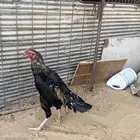 ديك باكستاني