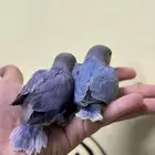 فروخ روز غر