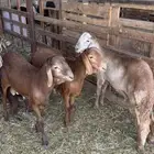 خرفان