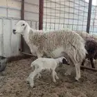 حريه رغوث جرها فاخر
