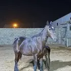 خيل