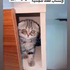 قط سكوتش فولد