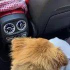 كلب بوبرمان