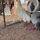 للبيع فروخ باكستاني