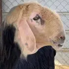 طلي فحل نجدي