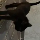 قط لي التبني