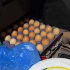 بيض مخصب لوهمان براون