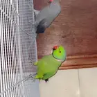 زوج ببغاء الدره الذكر هندي اخضر الانثا رمادي اليفه