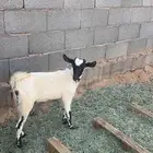 للبيع جفرة جنوبية