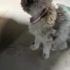 بسه مفقوده لقيناه