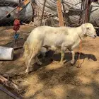 خروف ختوه كسر اول سن ثني