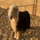 فحل نجدي