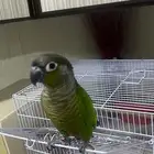 ذكر مشروط كنيور يلوسايد منتج ويرقص ويلعب تم البيع