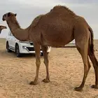 عمره ثلاثه ونص بكره كفو