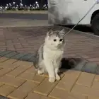 قطط هجين شيرازي مع هملايا للتبني