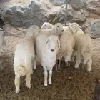 طليان ذبايح وضيوف من حلال الطايف