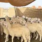 طليان حريه العدد 32