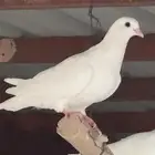 حمام فرنسي للبيع