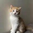 للبيع قط شيرازي ذكر