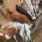 ماعز مقاني