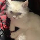 قط ذكر للتبني