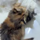 قطه صغيره شيرازيه للبيع ب 100