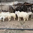 غنم حرية