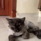 ثلاث قطط للبيع شيرازيه ومميزه