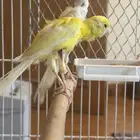 جوز كناري كوبرا