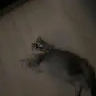 قط شيرازي كتن.