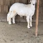 طلي للبيع