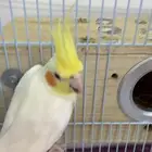 كروان كوكتيل