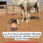 للبيع الخلفه هديه متحرك ديدها رقم واحد وسليمه من كل شي .