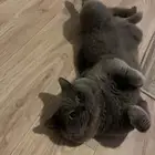 قط ذكر للتبني