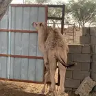 حاشي