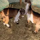 تيوس العدد 2