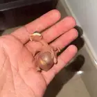 فروخ مينا