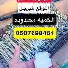 هرمون تجذير